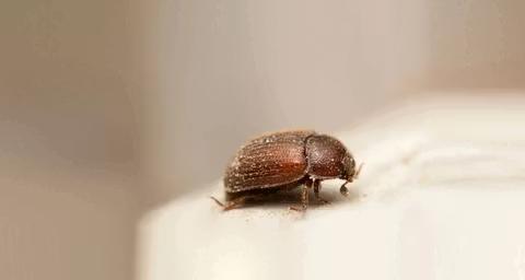 traitement contre la vrillette du pain 