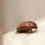 traitement contre la vrillette du pain