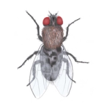 se débarrasser des mouches