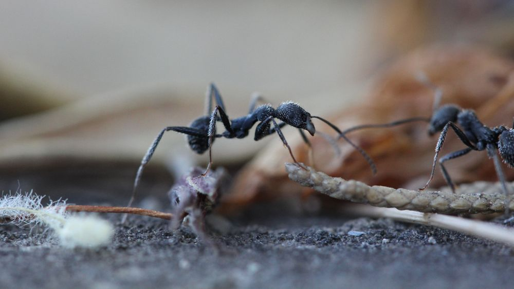 se débarrasser des fourmis
