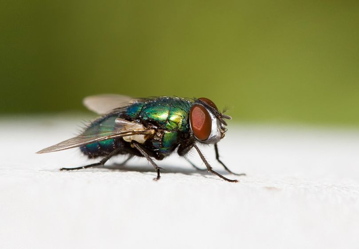 risque prolifération de mouches en entreprise