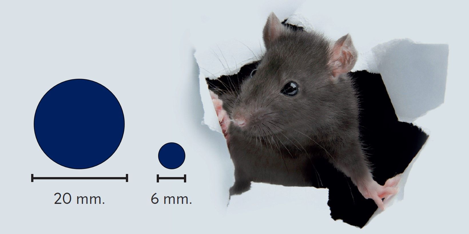 comment les rats pénètrent-ils à l'intérieur ?