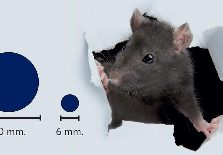Comment se protéger des rats attirés dans jardins, maisons, appartements