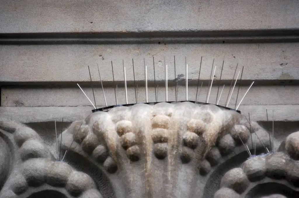 Pics pour éloigner les oiseaux 