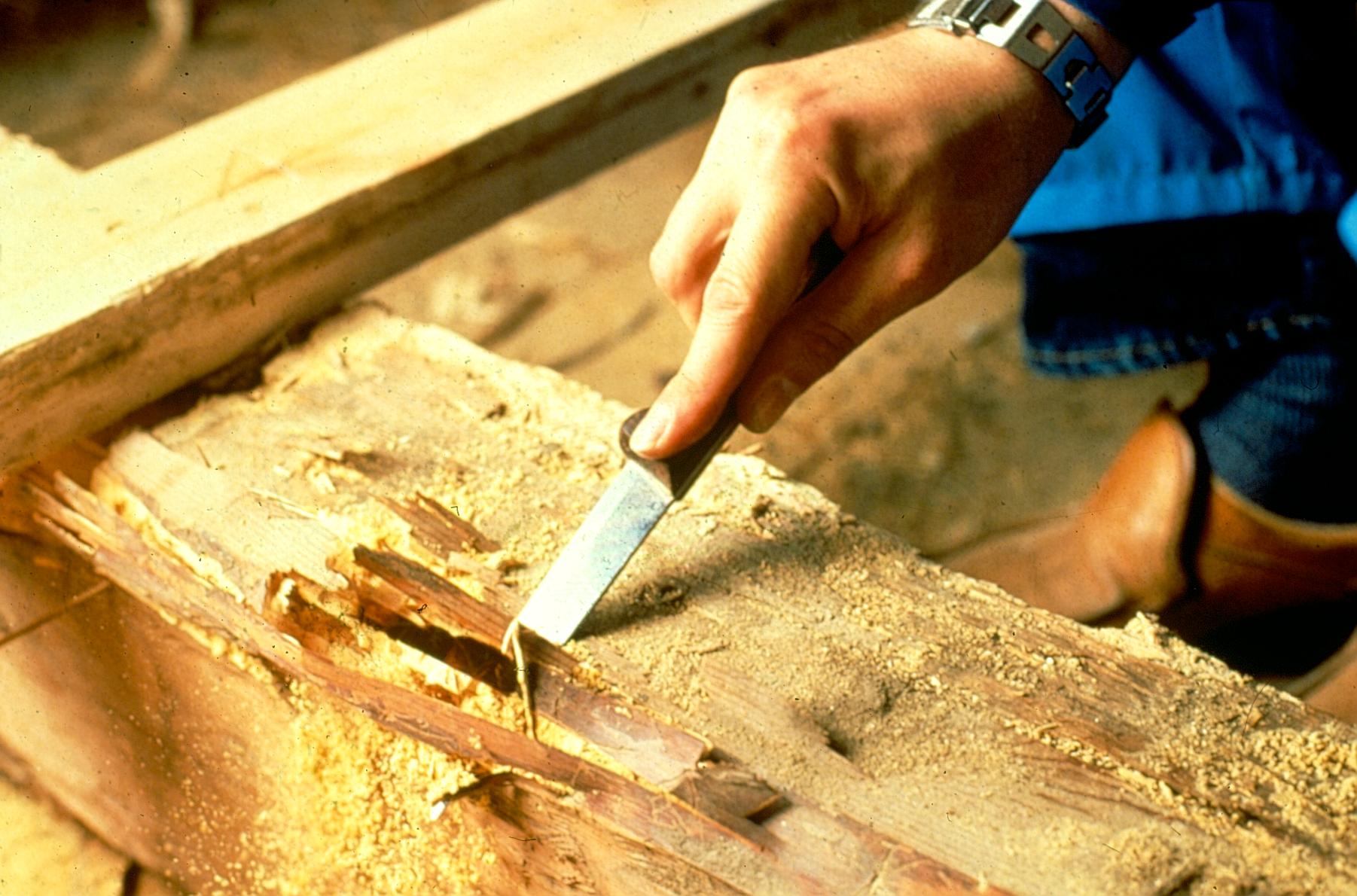 intervention infestation capricornes des maisons 