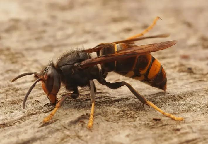 Agissez dès le printemps contre le frelon asiatique.