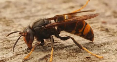 Agissez dès le printemps contre le frelon asiatique.