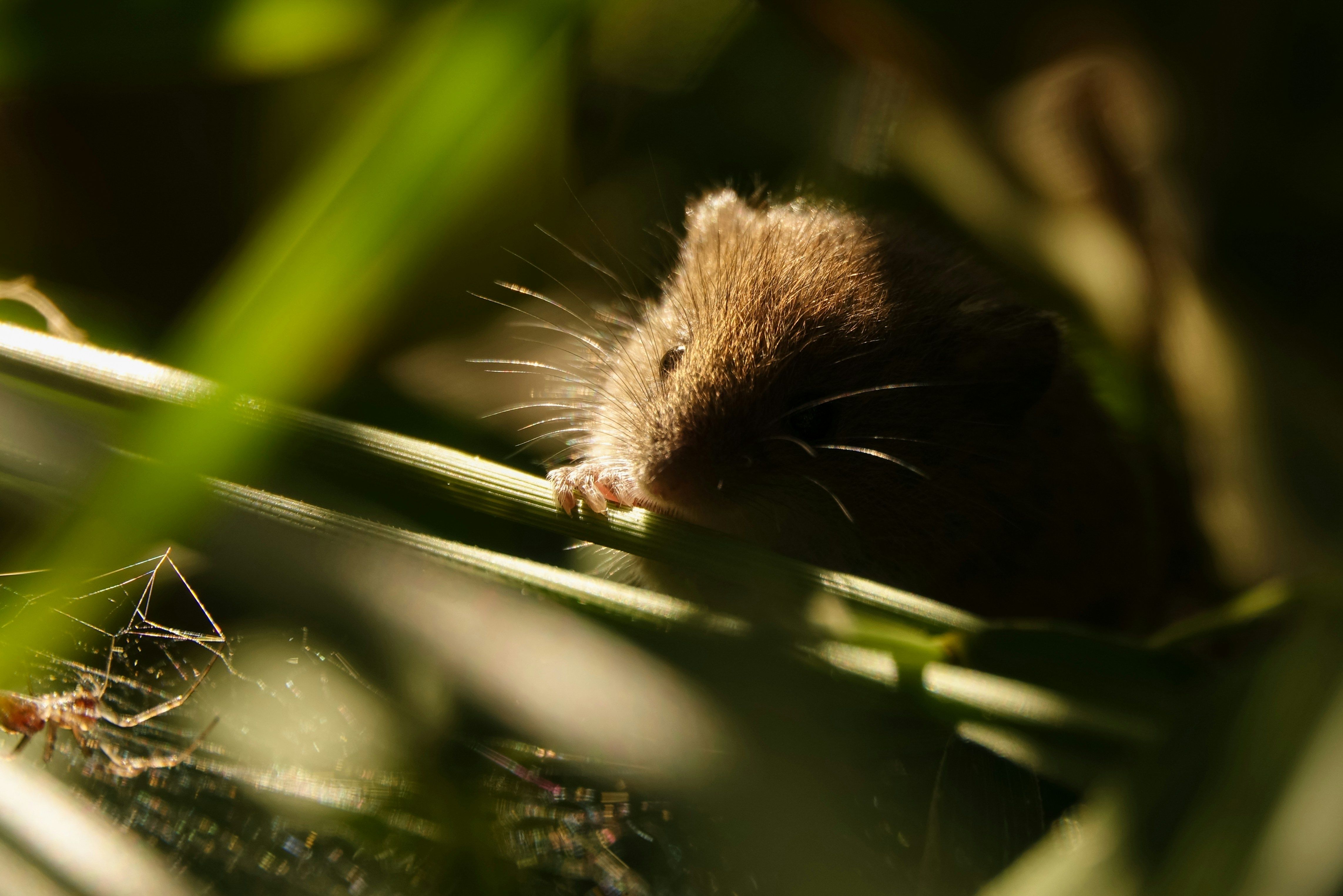 Souffrance animale et lutte contre les nuisibles