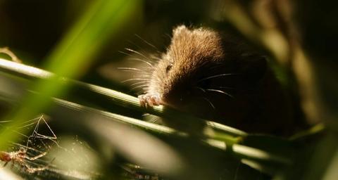 Souffrance animale et lutte contre les nuisibles