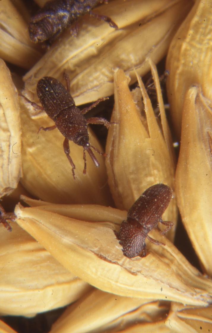 Insectes des denrées stockées