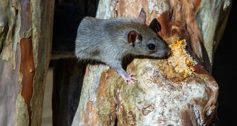 Les nuisibles en hiver