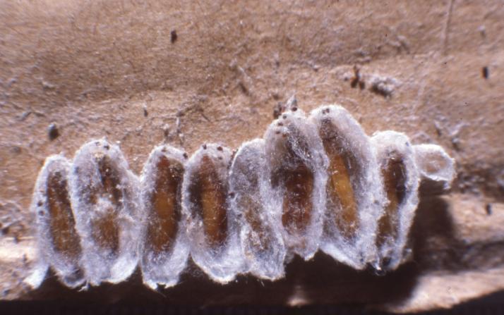 Nymphe (cocon) de la mite de la farine