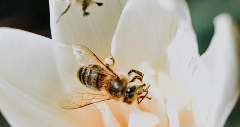 Saison d'été et nuisibles