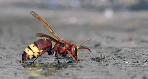 Destruction d'insectes volants à Arras
