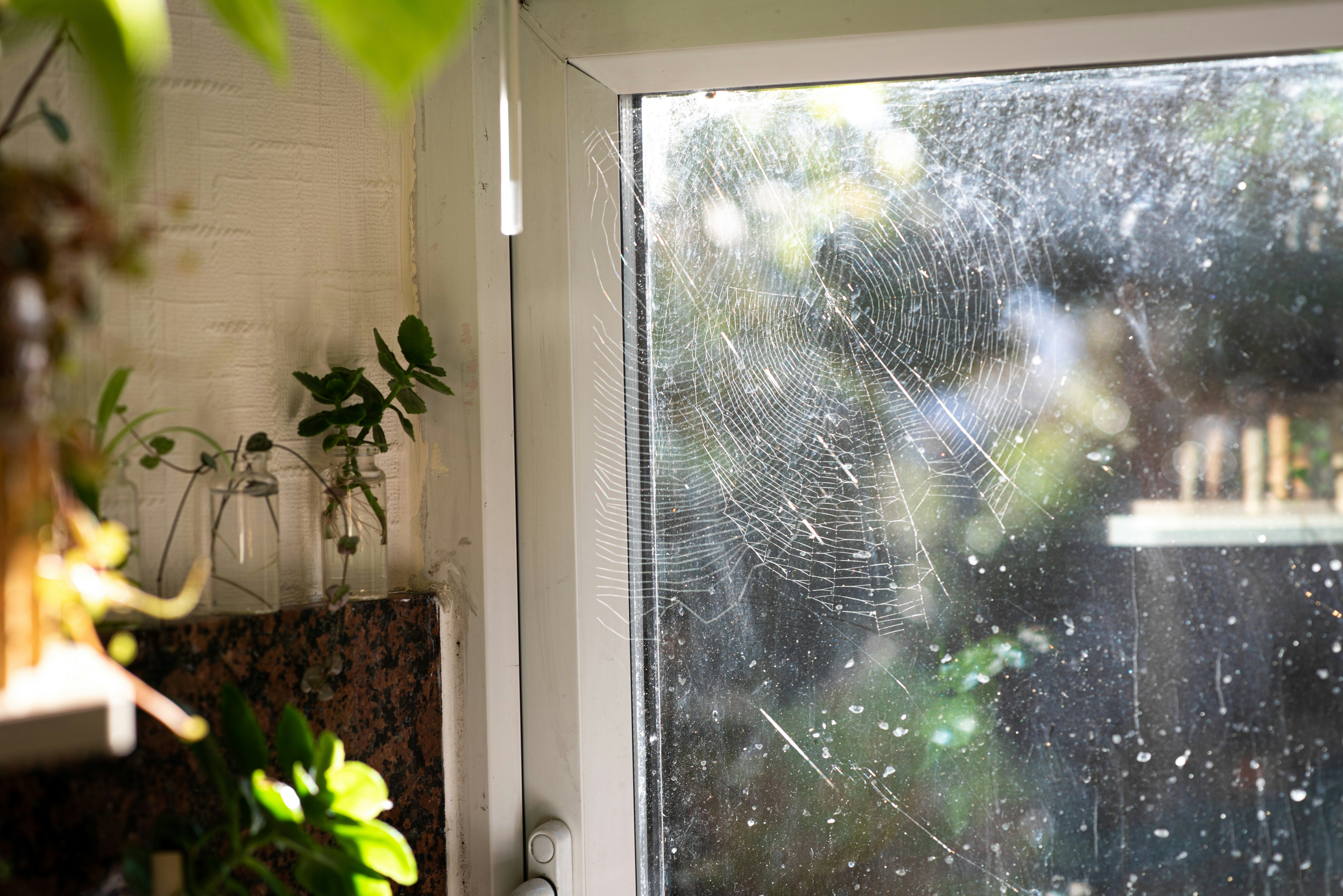 lutte contre les araignées castres