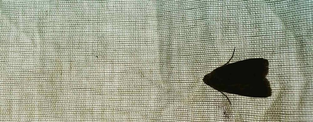 mites et stocks de nourritures