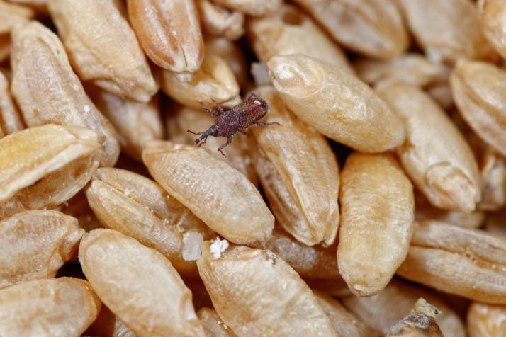 Charançons des grains (Sitophilus)