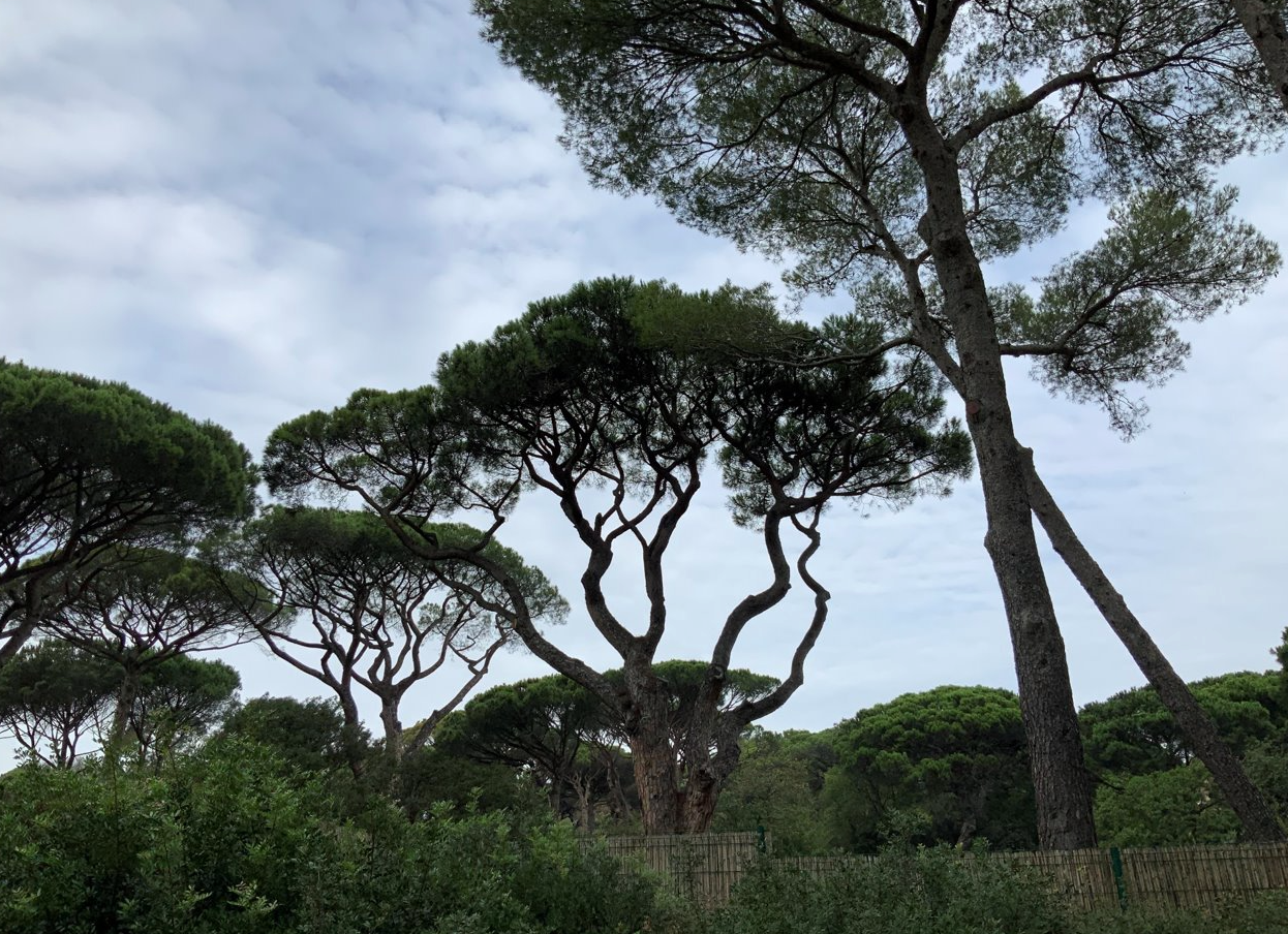 traitements contre la maladie du pin
