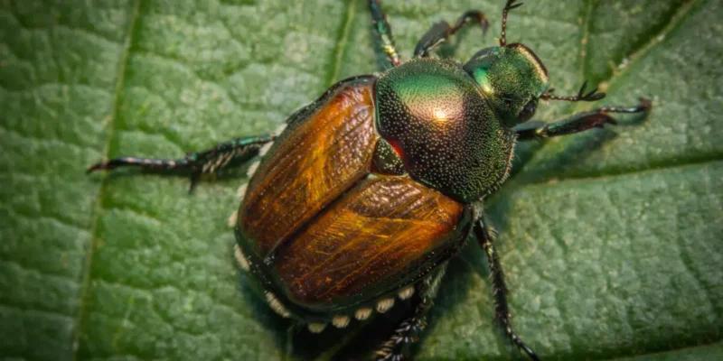 Scarabée japonais : un ravageur invasif 