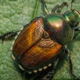Scarabée japonais : un ravageur invasif