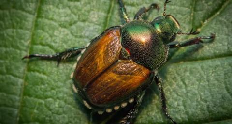 Scarabée japonais : un ravageur invasif