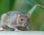 Dératisation rat brun et rat noir