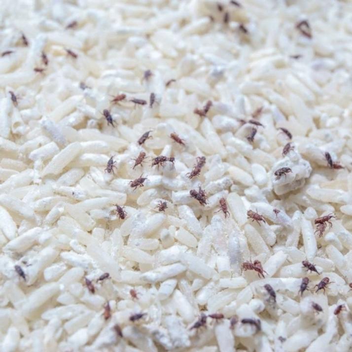 Caractéristiques des mites alimentaires