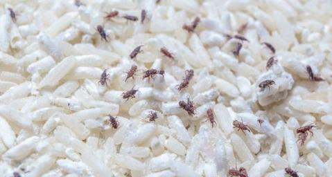 Trichogrammes : insectes auxiliaires pour lutter naturellement contre les nuisibles