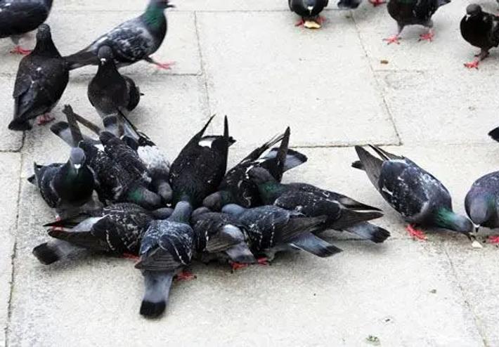 les pigeons affluent en ville