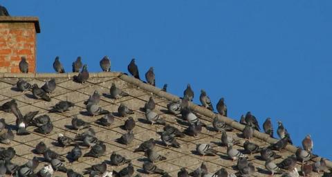 Nid d'oiseau sur votre toiture : savoir bien les gérer