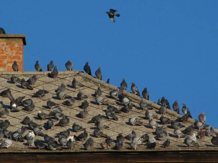 controle d'une colonnie de pigeons 