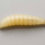 asticot, larve de mouche