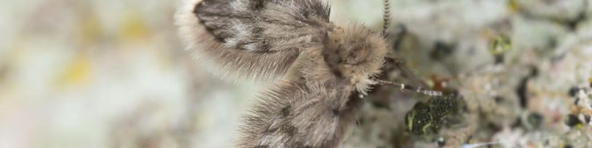 Psychodidae (mouches des éviers) 