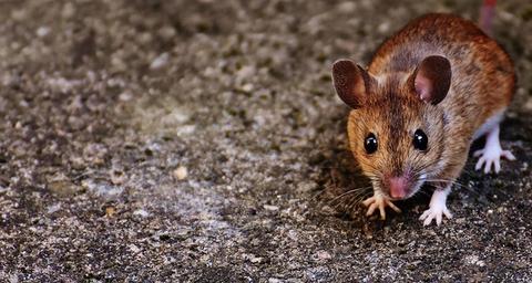 lutte contre les souris