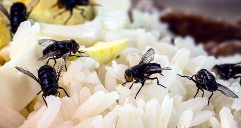 Destruction d'insectes volants à Lille