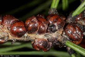 image cochenille-tortue du pin (Toumeyella parvicornis)