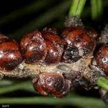 image cochenille-tortue du pin (Toumeyella parvicornis)