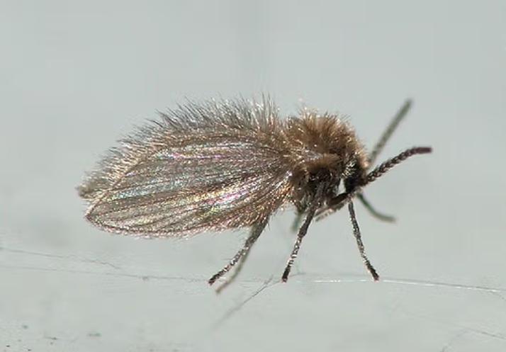 Cycle de vie et larves de psychodidae