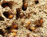 traitement anti termites Saintes