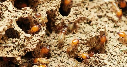 traitement anti termites fréjus