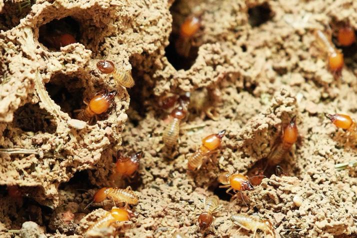 les termites au printemps