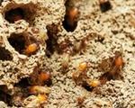 traitement anti termites libourne