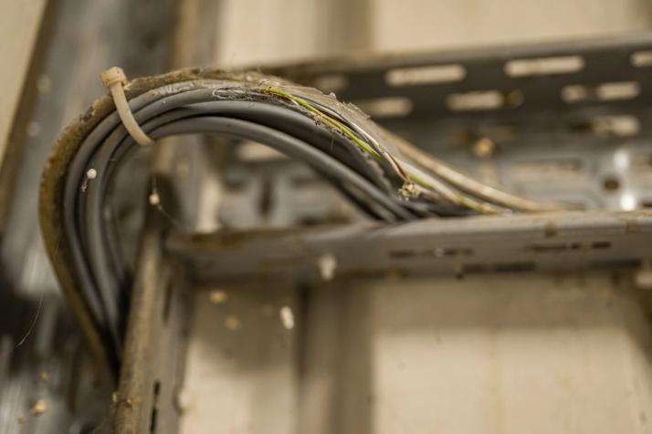 Dommages causés par les rongeurs