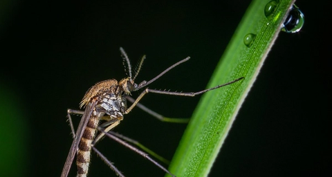 Moustiques tigres : risques sanitaires