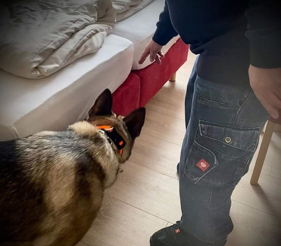 Détection canine et punaises de lit 