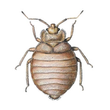 se débarrasser des punaises de lit