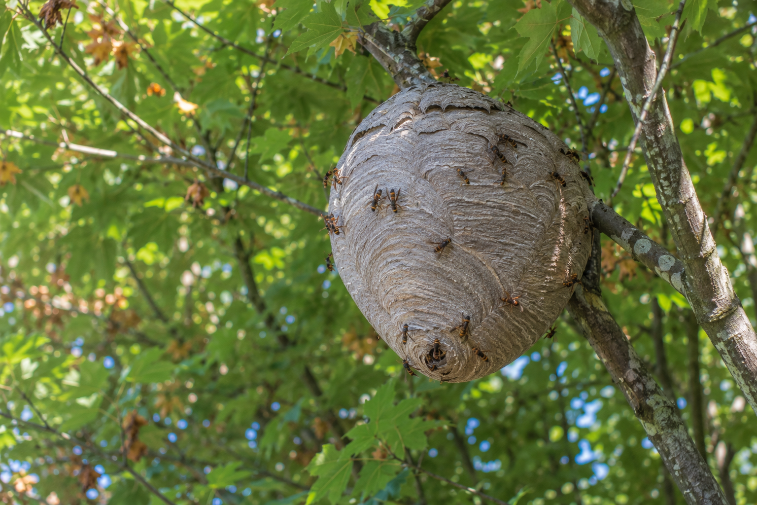 Nid de frelons dans la nature