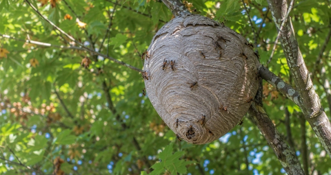Nid de frelons dans la nature