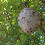 Nid de frelons dans la nature