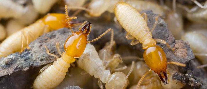 termites souterrain photo
